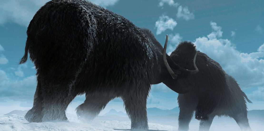 Artist's impression of woolly mammoths fighting