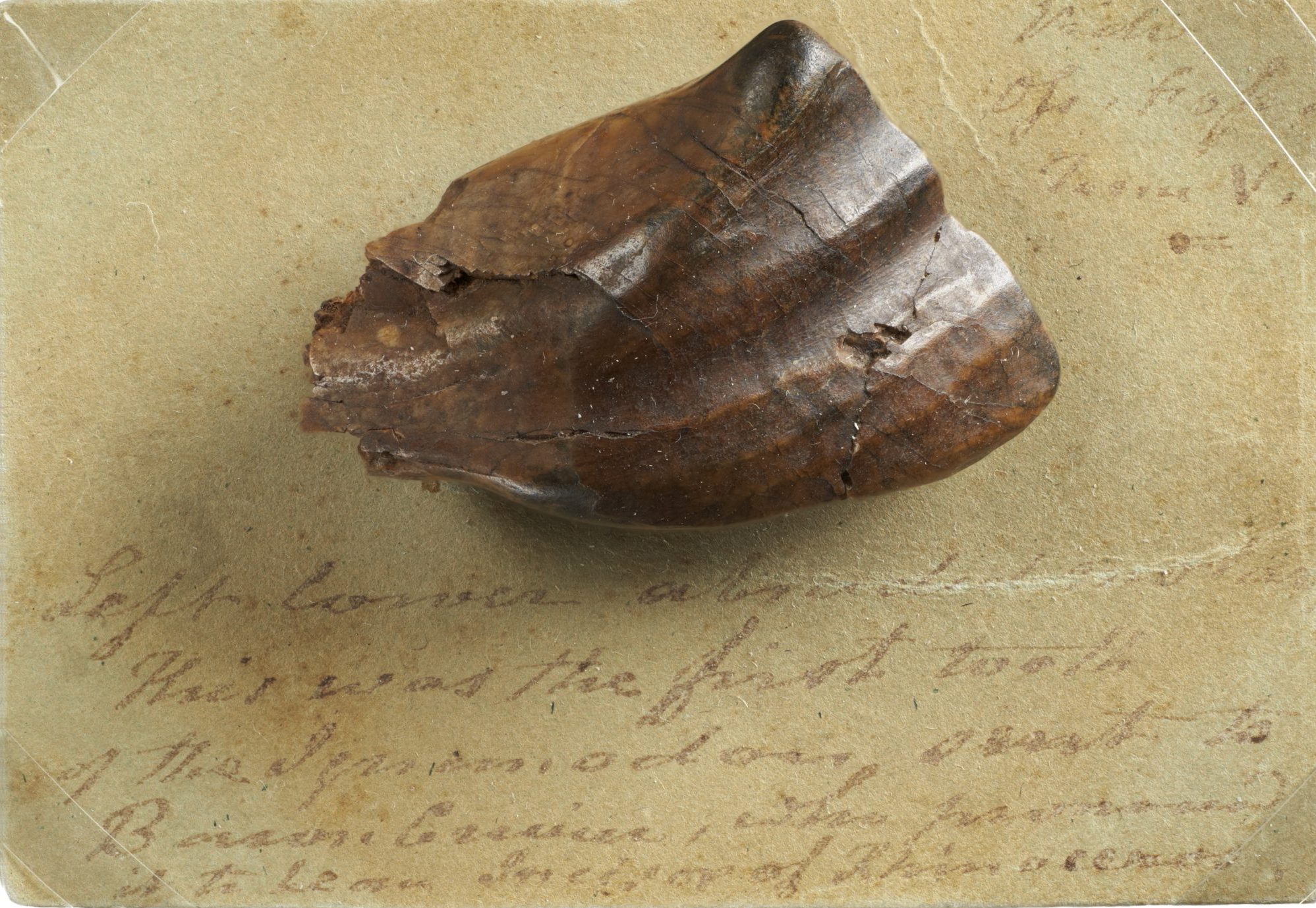 Photo of a fossil iguanodon tooth