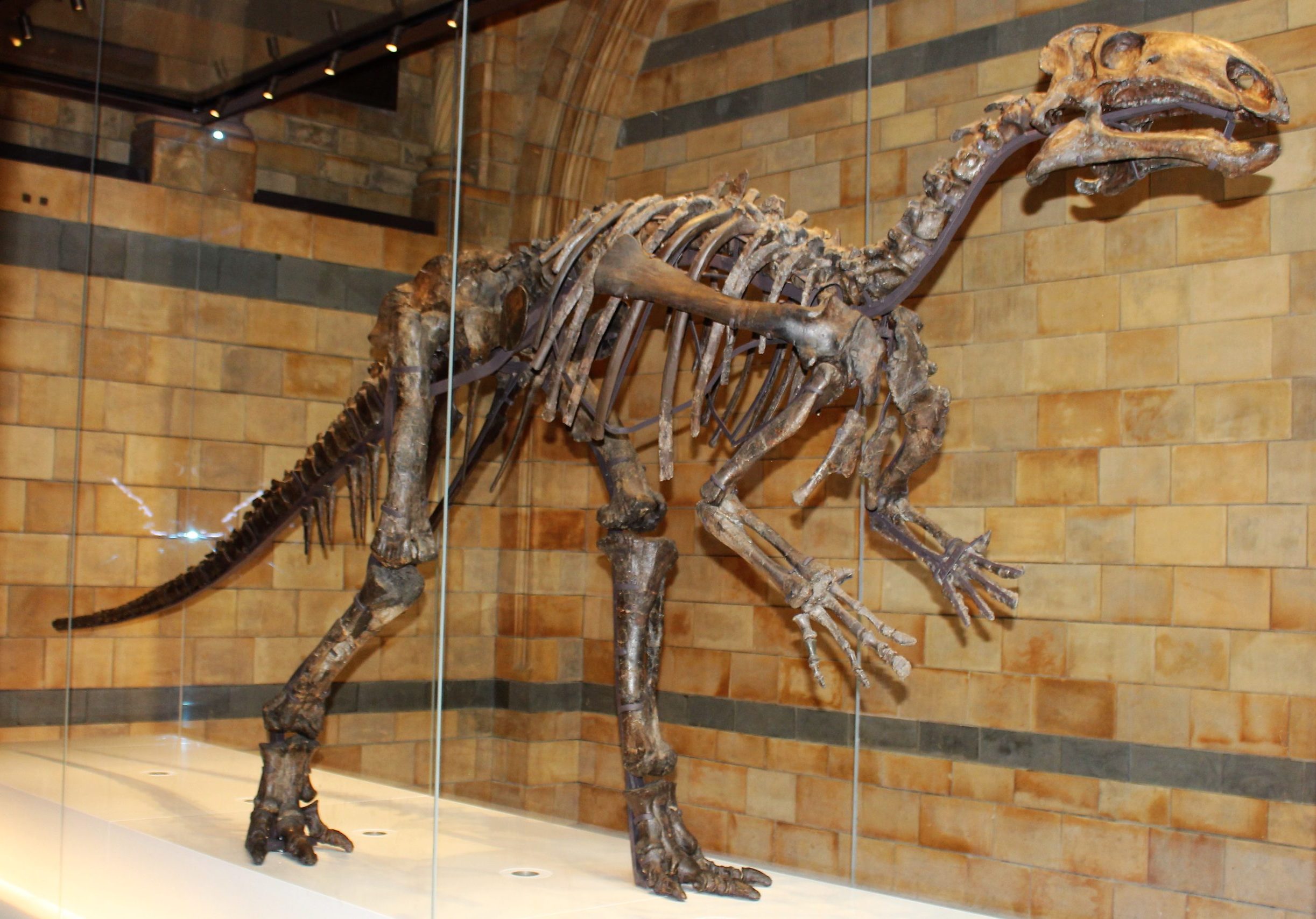 Mantellisaurus atherfieldensis in Hintze Hall at London’s Natural History Museum.