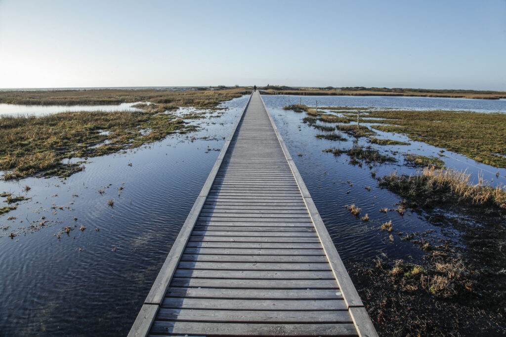 A wooden walkway juts out across a flat landscape with water and small plants.