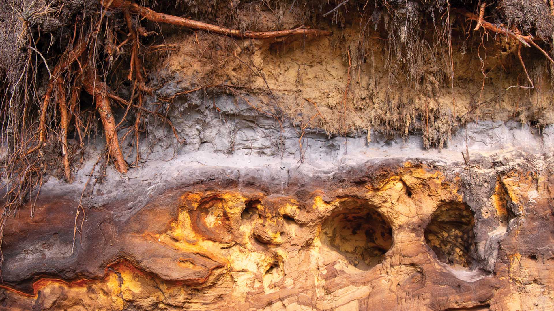 Tree roots weaving through a soil profile in Western Germany